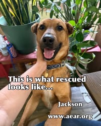 Jackson - Photo 3