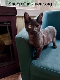 Snoop Cat - Photo 2