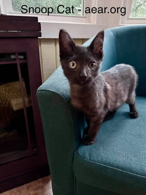 SNOOP CAT - Domestic Medium Hair available for adoption