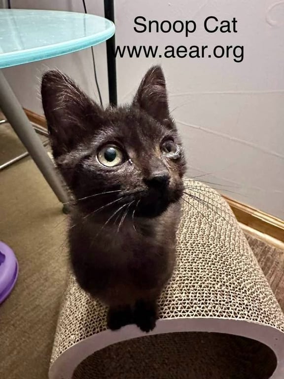 Snoop Cat Image