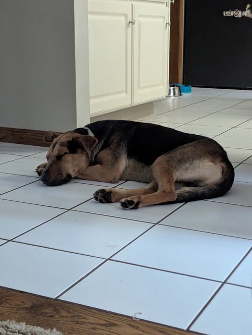 HALO - German Shepherd Dog available for adoption
