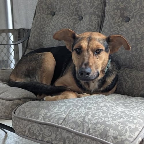 HALO - German Shepherd Dog available for adoption