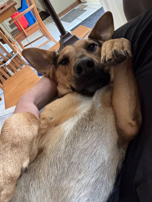 HALO - German Shepherd Dog available for adoption
