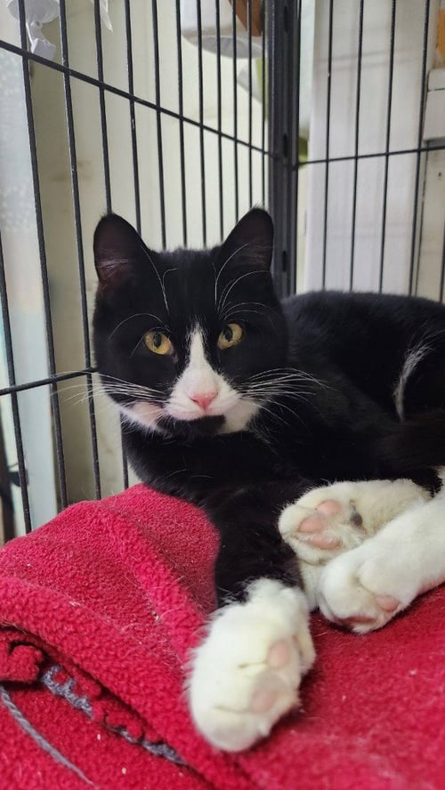 EMMA - Domestic Short Hair available for adoption