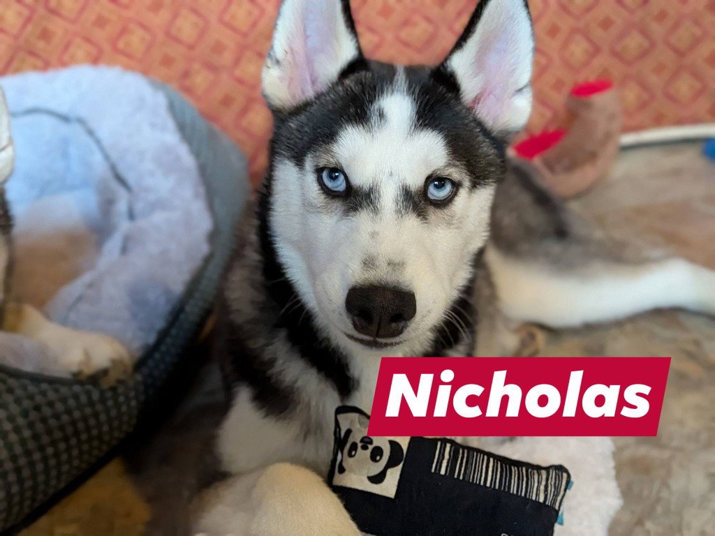 Nicholas Image