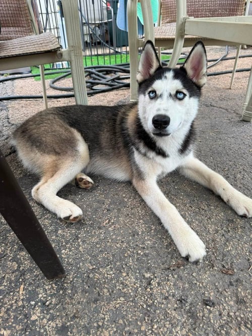 NICHOLAS - Husky available for adoption