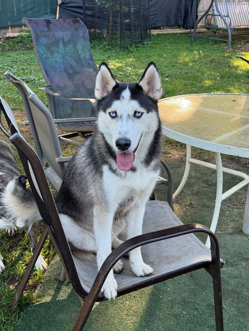 NICHOLAS - Husky available for adoption