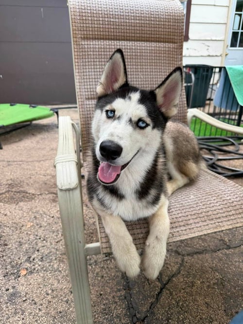 NICHOLAS - Husky available for adoption