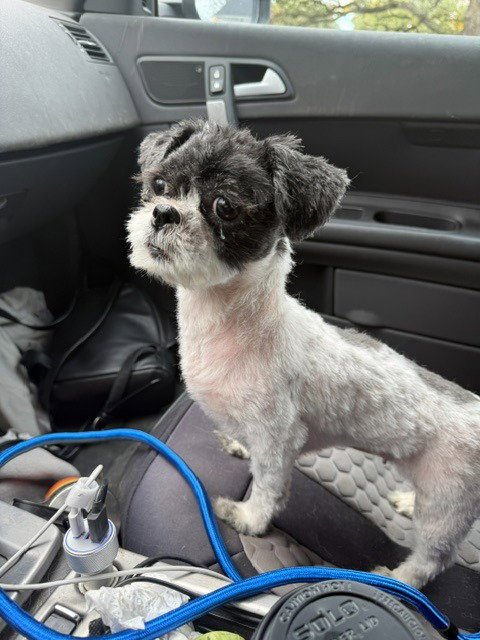 LILLY - Shih Tzu available for adoption