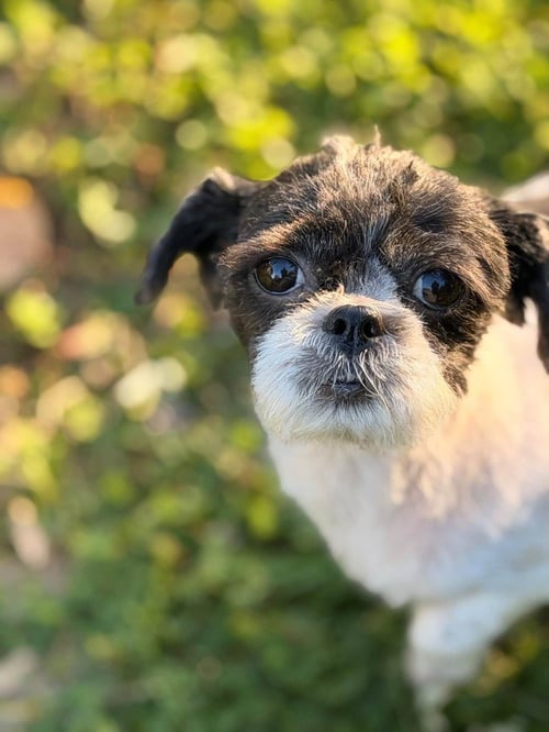 LILLY - Shih Tzu available for adoption