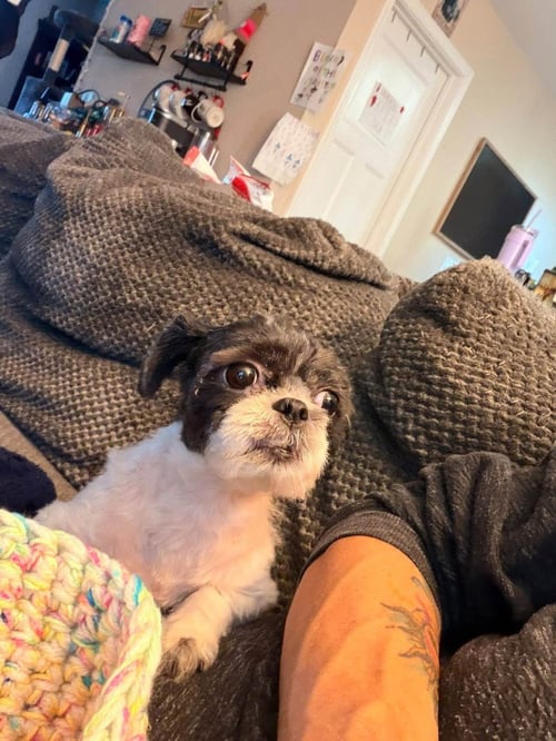 LILLY - Shih Tzu available for adoption