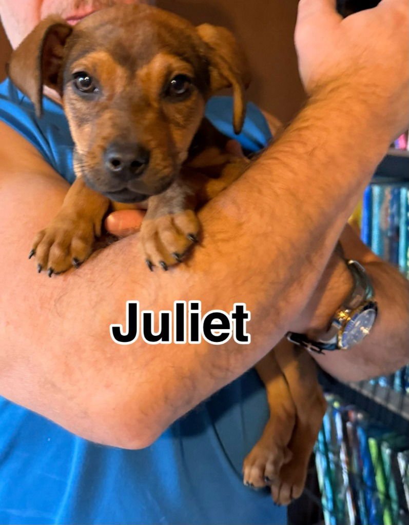 JULIET - Labrador Retriever / Shepherd available for adoption