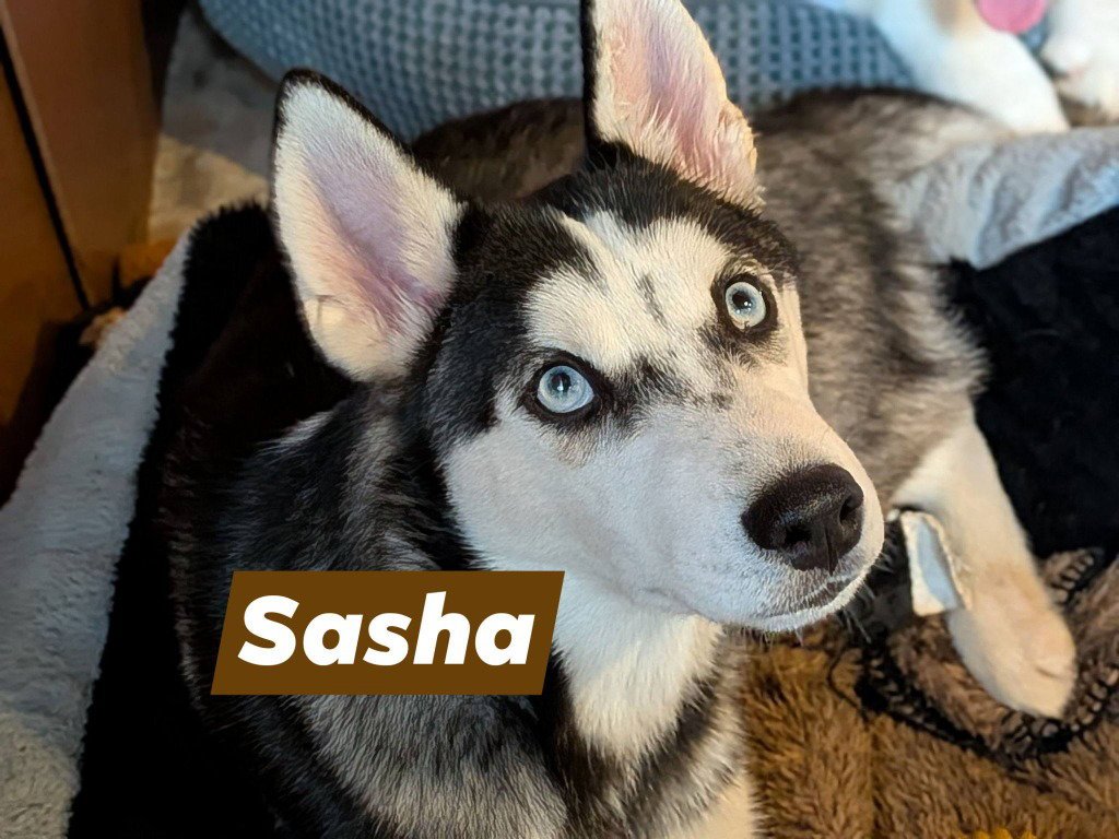 Sasha Image