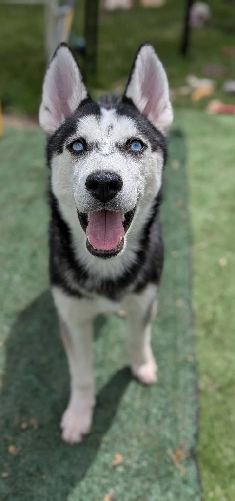 SASHA - Husky available for adoption
