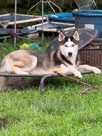 Sasha - Photo 2