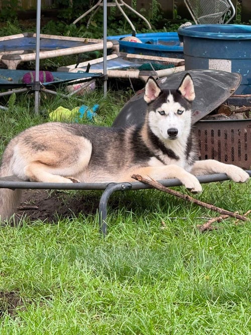SASHA - Husky available for adoption
