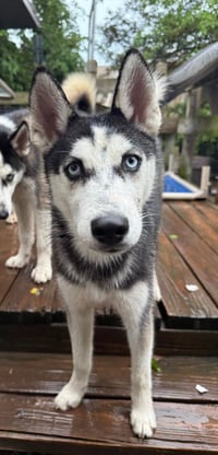 Sasha - Photo 4