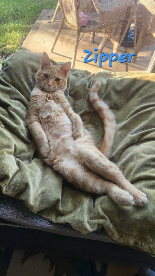 ZIPPER - Domestic Medium Hair available for adoption