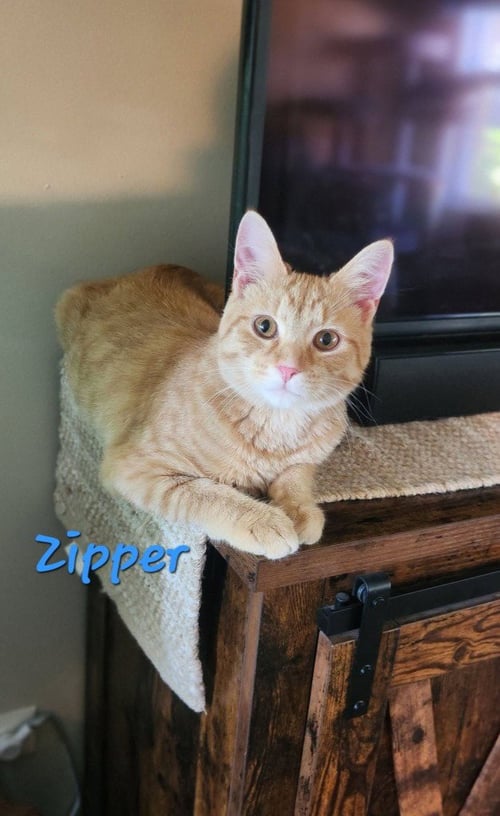 ZIPPER - Domestic Medium Hair available for adoption
