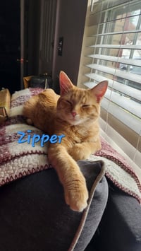Zipper - Photo 3