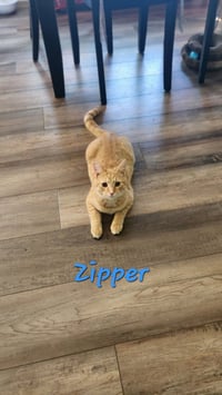 Zipper - Photo 4