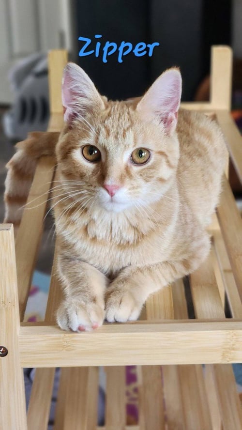 ZIPPER - Domestic Medium Hair available for adoption