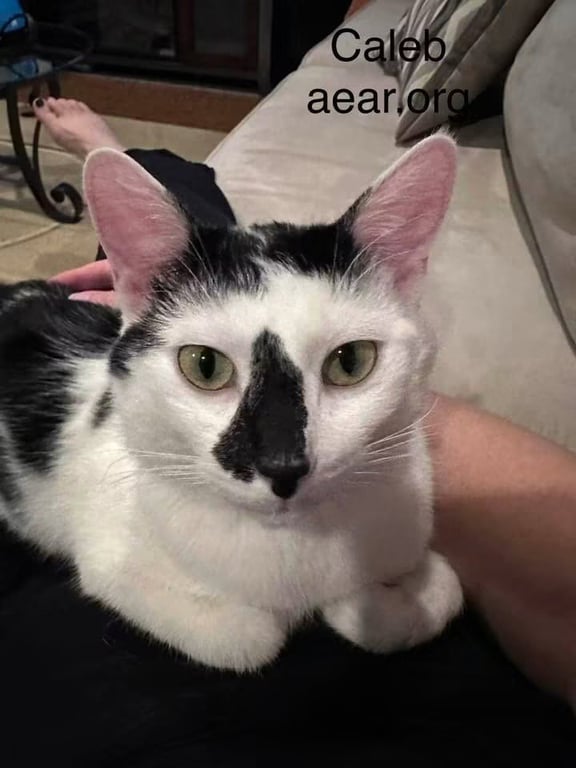 Caleb Image