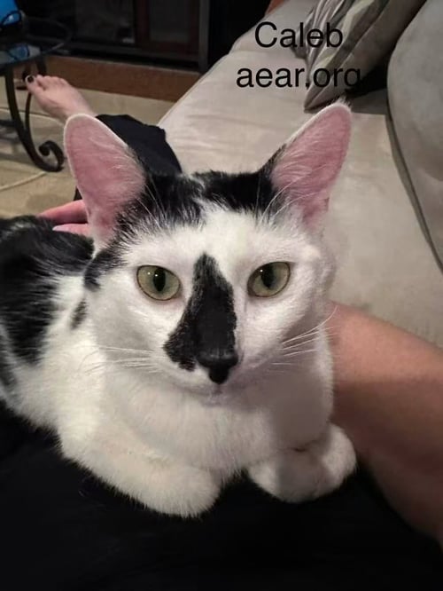 CALEB - Domestic Medium Hair available for adoption