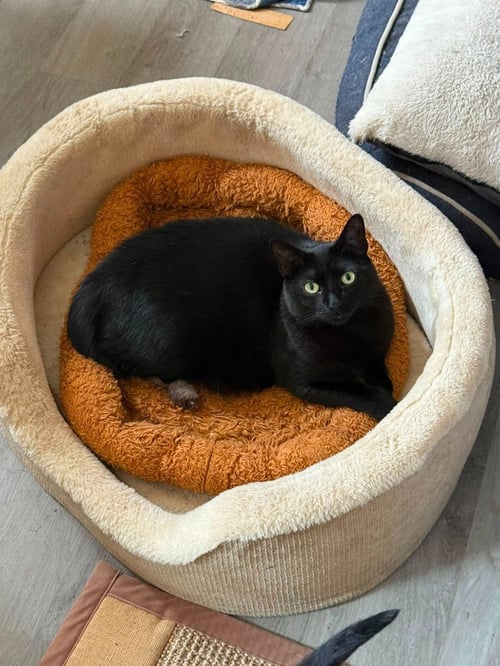 BETTY - Domestic Short Hair available for adoption