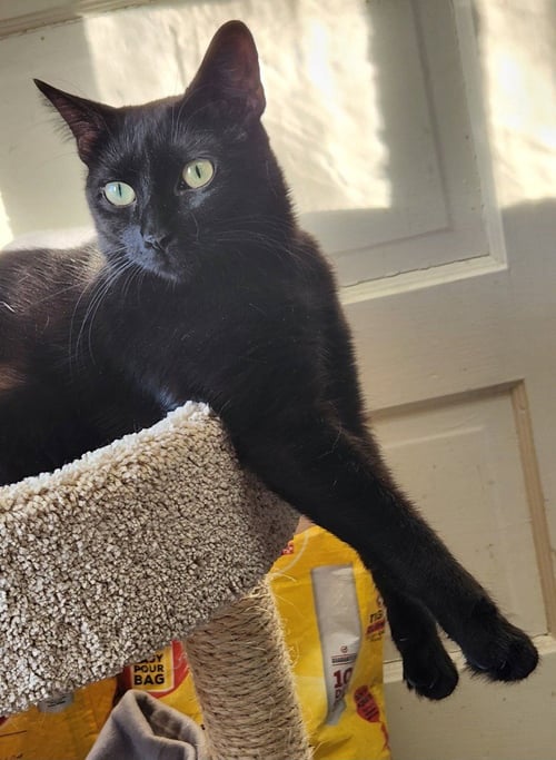 BETTY - Domestic Short Hair available for adoption