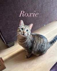 Roxie - Photo 3