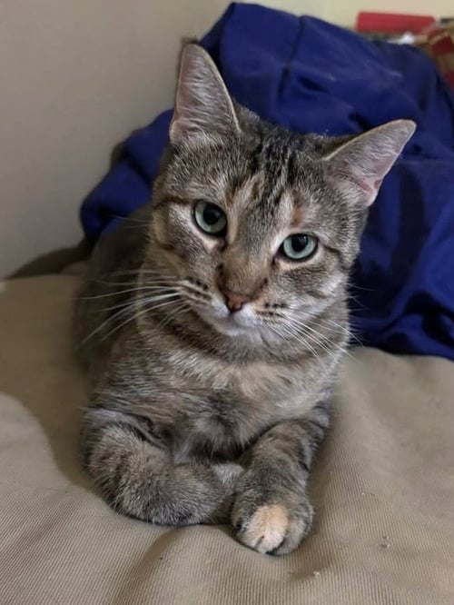 ROXIE - Domestic Short Hair available for adoption