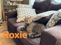 Roxie - Photo 2