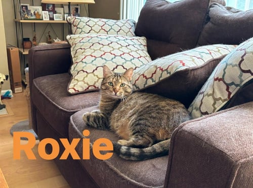 ROXIE - Domestic Short Hair available for adoption