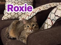 Roxie - Photo 4