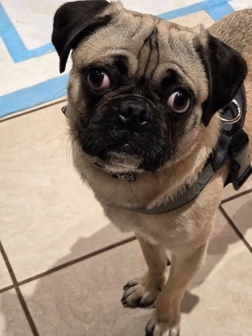 CASEY - Pug available for adoption