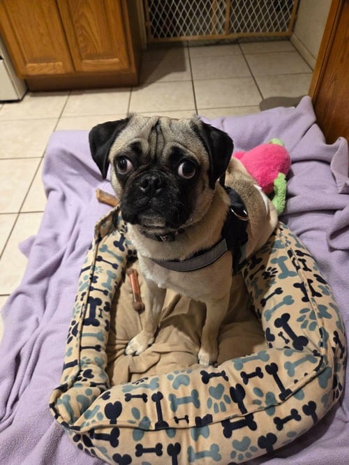 CASEY - Pug available for adoption