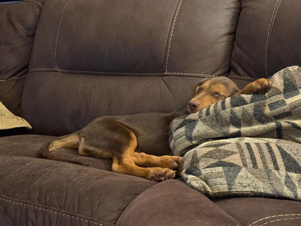 BONNIE - German Shepherd Dog / Doberman Pinscher available for adoption