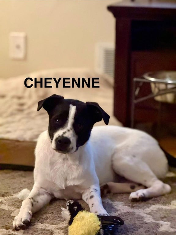 Cheyenne Image