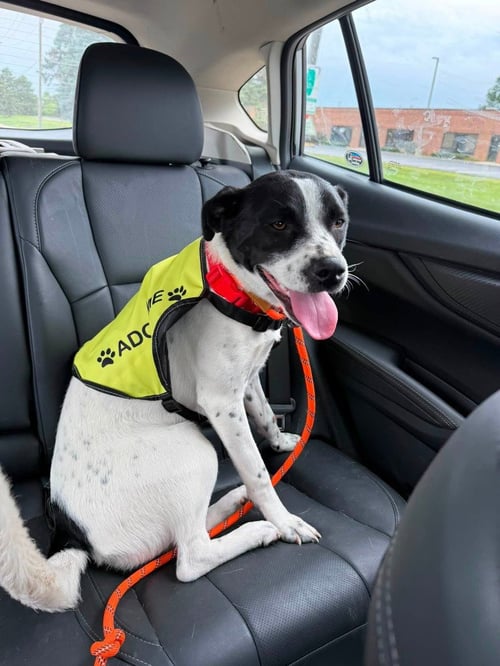 CHEYENNE - Border Collie / Shepherd available for adoption