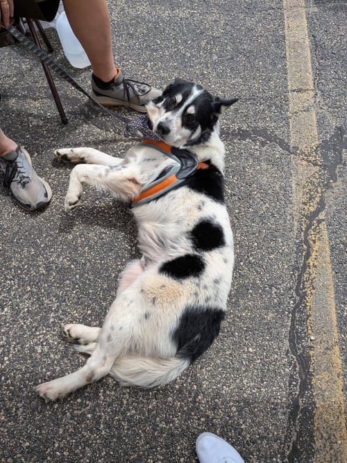 CHEYENNE - Border Collie / Shepherd available for adoption