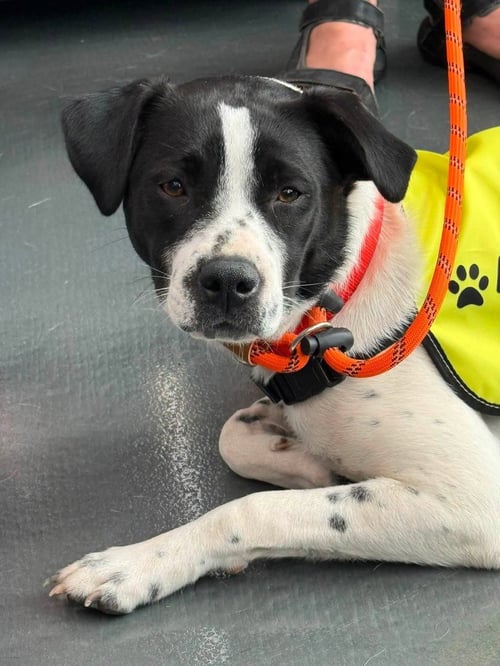 CHEYENNE - Border Collie / Shepherd available for adoption