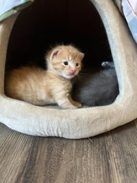 Kiwi - Photo 3