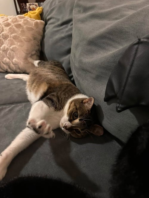 DOTTIE - Domestic Medium Hair available for adoption