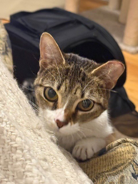 DOTTIE - Domestic Medium Hair available for adoption