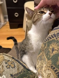 Dottie - Photo 3