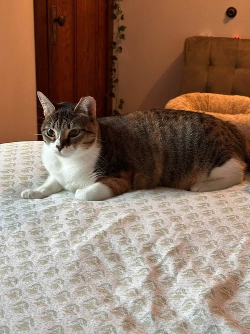 DOTTIE - Domestic Medium Hair available for adoption