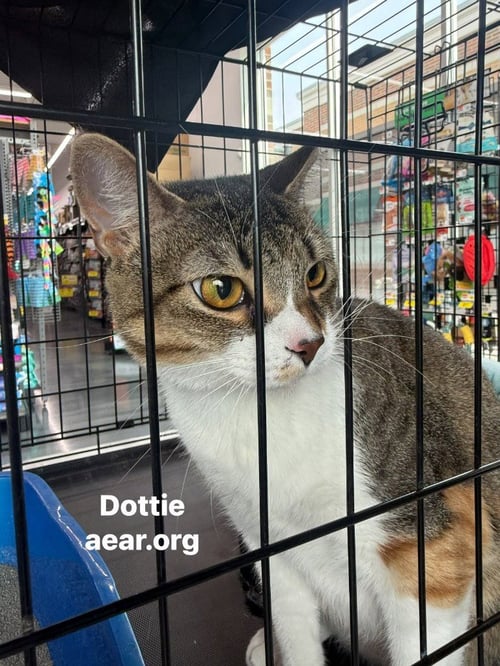 DOTTIE - Domestic Medium Hair available for adoption