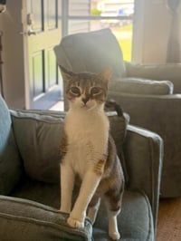 Dottie - Photo 4