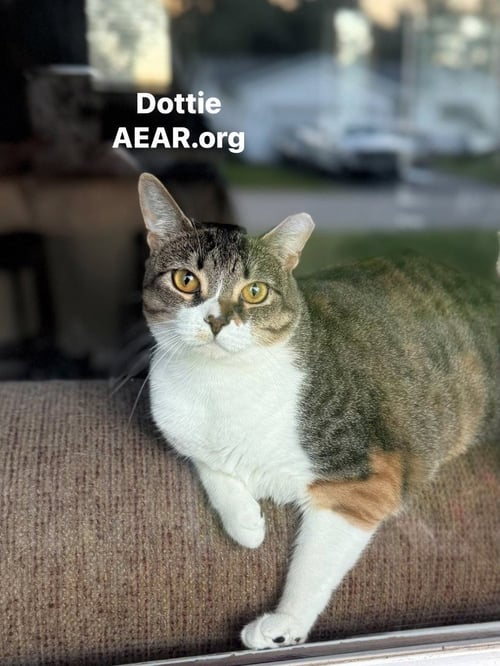 DOTTIE - Domestic Medium Hair available for adoption